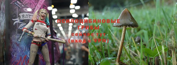 PSILOCYBIN Абдулино